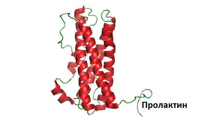 Семейство пролактинподобных белков