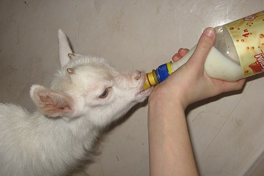 Козленок пьет молоко из бутылочки 