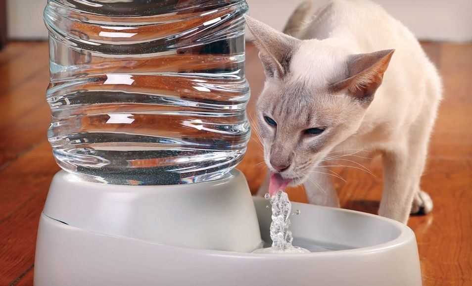 Вода для кошек с добавками от зубного камня отзывы и цена, дивопрайд ...