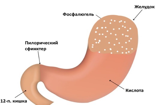 Схема желудка 