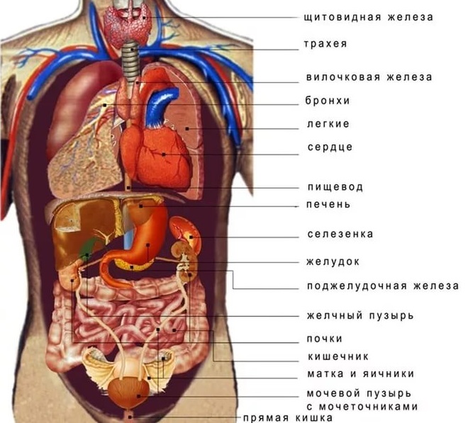 Разновидности онкомаркеров по внутренним органам