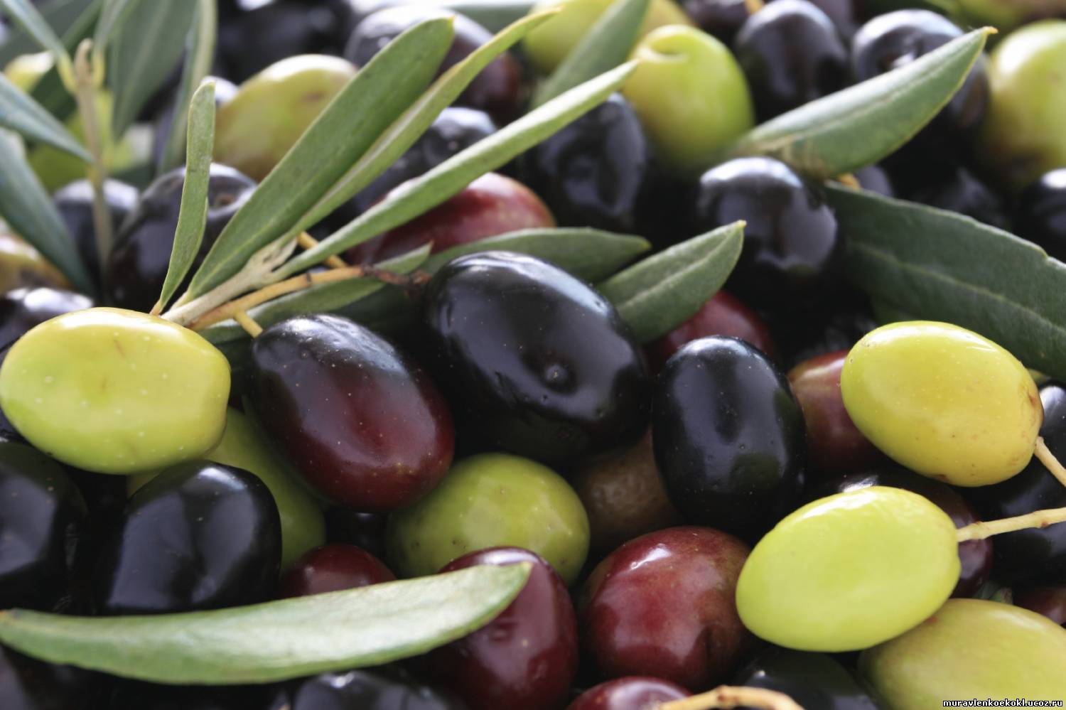 Помогают ли косточки маслин от геморроя