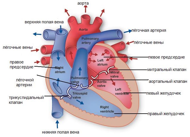 Схема работы сердца человека