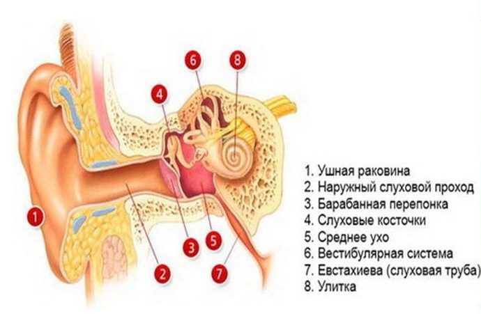 схема уха