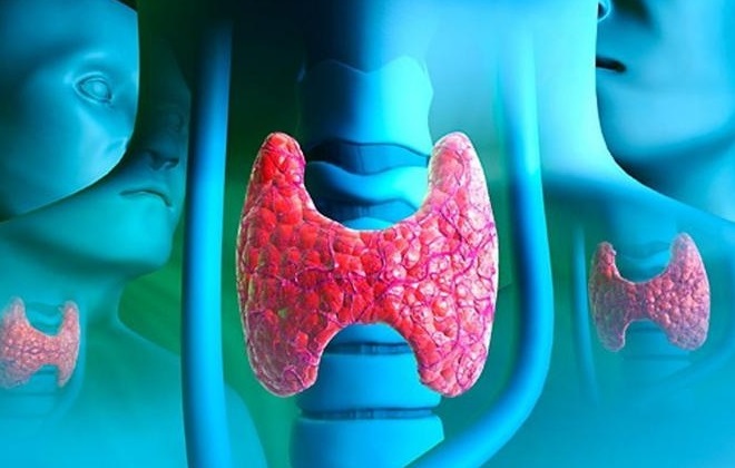 Выделение гормонов щитовидной железы