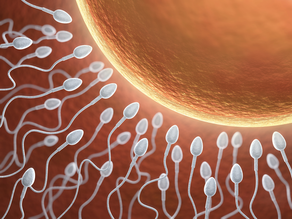 MedWeb - Шаг к отцовству: как улучшить качество спермы