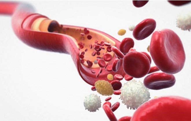 Строение кровеносной системы и молекул крови