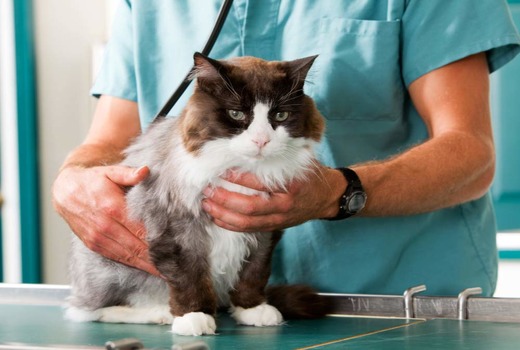 Кошка у врача на осмотре 