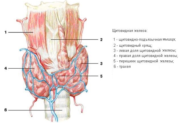 Описание составляющих щитовидной железы
