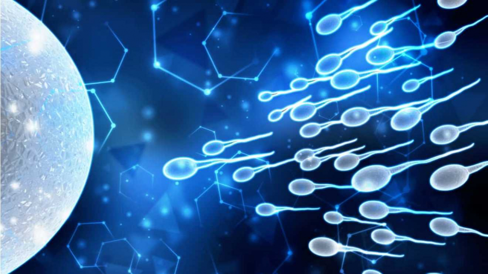 Ученые прошли полпути до получения искусственных сперматозоидов ...