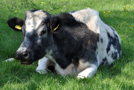 Лежачая корова на лужайке 