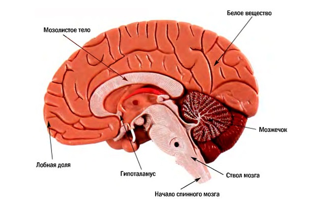 Головной мозг здорового человека без дефектов
