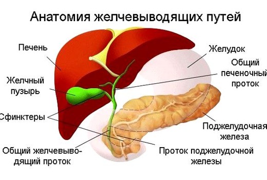 Анатомия желчевыводящих путей 