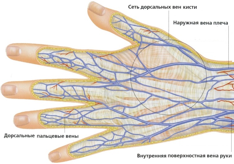 Составляющие венозного потока руки