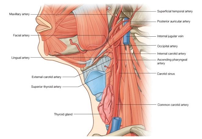 Узлы щитовидной железы человека