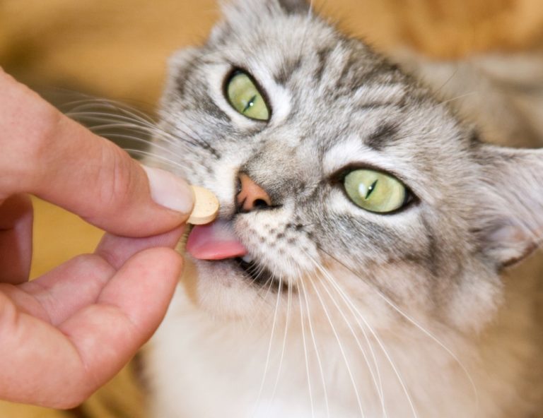 Как дать кошке таблетку от глистов: советы, инструкция + видео