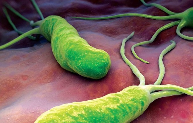 Зеленые бактерии приводящие к проблем с желудком