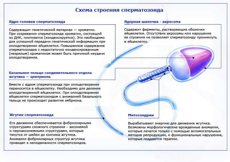 Спермограмма - узнать цены и где можно сдать спермограмму в Москве ...