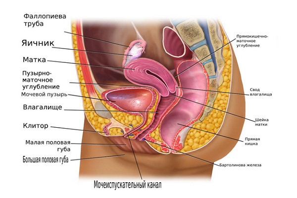Схема строения женских репродуктивных органов