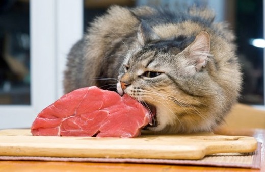 Кот пытается поскорее сесть мясо 