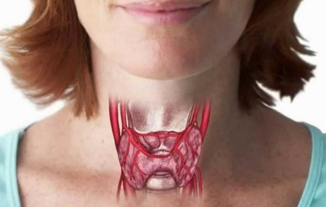 Правильное размещение щитовидки у женщины