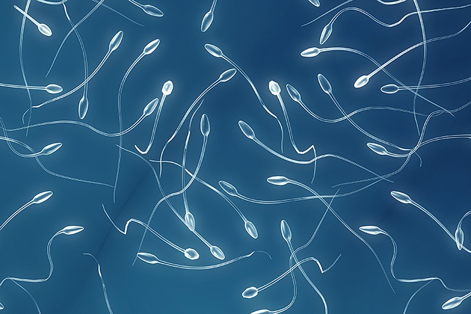 Китайские ученые создали сперматозоиды из стволовых клеток