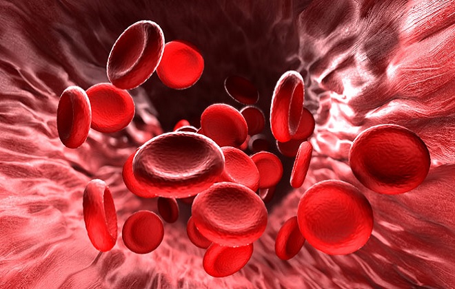 Скорость потока крови у человека